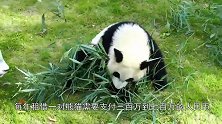 外国租借我国大熊猫，一年需要多少租金，不愧是我国的国宝