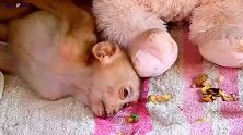 小猴子与玩具熊一起入睡，真安逸