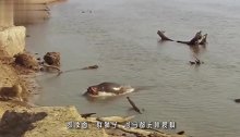 河马能吊打狮子，遇见鬣狗却惨了，直接被吓软了