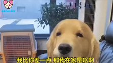 金毛和媳妇一家之主的争夺，男主就爱挑破离间，还好金毛机智应对