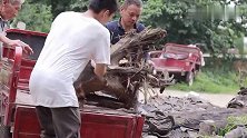 【花园改造】邻居不要的树根，我们做成了巨型灵芝
