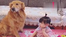 小姑奶奶一到家，非要给金毛看病，金毛是一点脾气都不敢有！