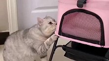 我家猫重的像头猪，我只能用婴儿车推着它出去，没想到被围观了