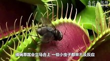 太狠了！捕蝇草连针都不放过，直接吃了下去，下一秒意外发生！