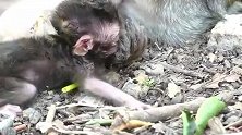 猴妈腌腌一些小猴仔好伤心呢！一直守在后妈身旁