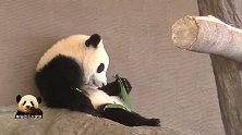 熊猫天线宝宝到底吃了多少“可爱”，萌成这个样子可还行？！