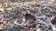 小猴子跟妈妈走失了，失去了妈妈的婴儿到处都是危险