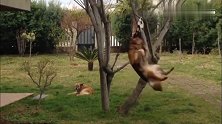 狗狗想拿挂在树上的球，结果挂在上面跟着摇起来，笑死我了