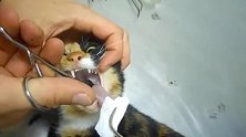 猫咪吃太快被鱼骨头卡住，主人只好请医生麻醉后取出骨头了！