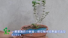 将小树苗的根系剪掉一半，制作成悬崖式盆景，还能活吗？成品好看