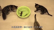 猫咪呼朋唤友围殴，不料被龙虾一招制敌，没见过这么欺负人的