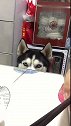 哈士奇：我就这样看着你，你好意思吃独食么！