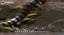 4亿年前它是地球的“王者”恐龙都不及它，如今一脚就能踩死