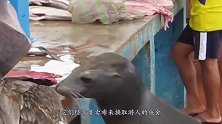 动物丐帮成员，鹈鹕 海狮讨鱼吃不计形象，为了鱼还要脸做甚