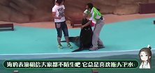 水族馆中，一条剑鱼试图袭击观众，却一头把自己撞死了