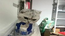 猫咪耍脾气抓伤主人，结果被装在塑料袋中教训