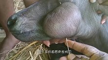 牛儿脸上长了个大包，主人自己动手医治，直接一针扎了下去