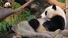 卖萌任务繁重，可爱的熊猫宝宝圆仔累得一头躺倒，懒萌懒萌的