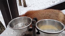 户外玩雪的小狐狸，乐得像朵花