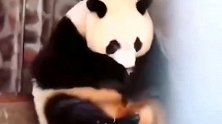 熊猫宝宝：不管你多大，妈妈的爱永远不变