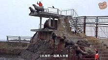 海豹在高台表演倒立，双手抓住栏杆一下就起来了，实在太聪明
