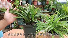 兰花的根系会“吃土”？养了几年土壤不见了，原来是这么回事