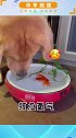 可可爱爱~调皮猫咪将金鱼薅出鱼缸，狗子将金鱼叼回鱼缸还给打氧，网友：是真的喜欢小鱼了！家有萌宠 萌宠
