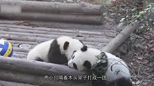 两只刚出生的熊猫宝宝打架，奶凶奶凶的，太可爱了吧！
