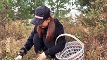 东北小媳妇采蘑菇，松树地碰见就一片，采的都是松树伞粘团子真好