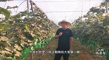 葡萄种植想要抵抗异常天气影响，建议大家还是采用设施化栽培
