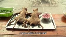 它把人类当好朋友，人类却视它为美味佳肴，如今已经灭绝