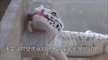 壁虎第一次蜕皮，还把皮给吃了，真是一只持家的壁虎