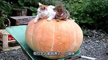 主人到处找猫咪，猫咪竟然和刚交的伙伴趴在南瓜上，场面令人暖心