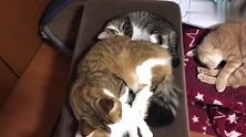 这大脸猫太过分了，枕着小奶猫呼呼大睡，睡得可香了