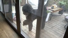 重庆：花园散步巨型贵宾犬扑了过来，邻居之间大打出手