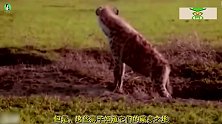 雄狮为母狮报仇，单枪匹马闯进鬣狗老巢，鬣狗幼崽尽数被灭