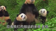 喂大熊猫吃苹果，都吃成粉色毛了，好苏啊！
