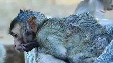 小猴子的伤势越来越严重了，猴妈急得用这种方法为小猴子疗伤