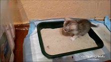 主人教小奶猫们用猫砂，竟然一次就会了！