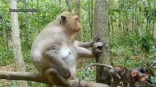 标准熊孩子，猴宝宝把母亲当球踩，就不能不老实点？