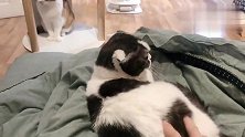 这猫从早到晚为讨吃撕心裂肺叫得极惨，难道胃连着大海？养不起了