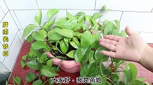 这3种水不能浇花，很多人做错了，难怪花卉总长得不旺盛，不爆盆