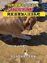 山东烟台：狗狗跟着主人去赶海，自己挖出海鲜