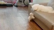 比熊犬教宝宝上沙发，没想到成了翻车现场，网友：果然腿短是硬伤