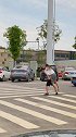 像这样遵守交通规则的司机应该已经快绝种了吧？