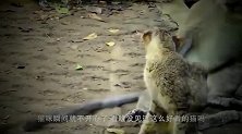 猫咪去羊圈，对一只羊“大打出手”，接下来羊的做法请憋住不要笑