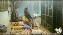 二哈想出门，急得上蹿下跳，主人就不给开门，气得二哈一直骂