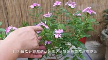 养长春花，做好关键的1步，冒更多侧枝，开更多的花朵