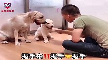 主人教小狗握手总学不会，狗狗赛文亲自上阵伸出前爪教孩子，聪明