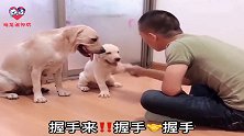 主人教小狗握手总学不会，狗狗赛文亲自上阵伸出前爪教孩子，聪明